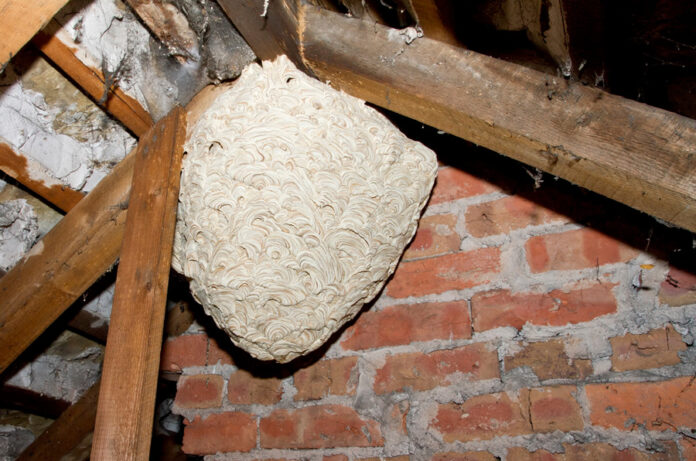 Wasp Nest Removal: Benefits, Methods, and Prevention Tips