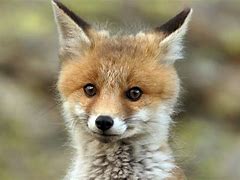 Cute:vckxjxf4zh0= fox