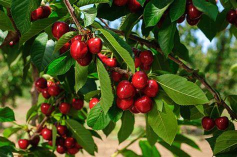 Brouwer Fruit - kersen verkoop